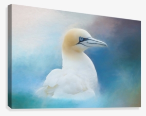 Northern Gannet Ver2 Canvas Print - Northern Gannet