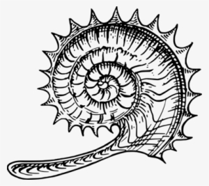 Ammonites Fossil Nautilidae Seashell Line Art - Ammonite Art