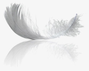 Feathers Pet Hotel - Small Feather