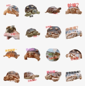 Cute Turtle Life - Boar