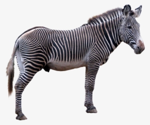 Download Png Image Report - Zebra Png