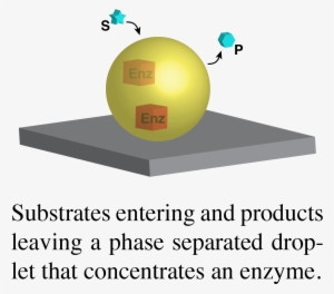 Composition And Function Of Condensates - Recovering Good Girl Tile Coaster