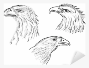 Three Eagle Head Sketches Isolated On White Sticker - Sketch