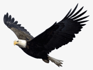 Flying Eagle - Eagles Png
