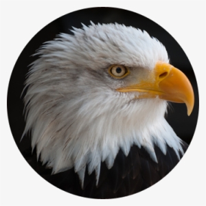 Eaglehead - Png Transparent Eagle Png