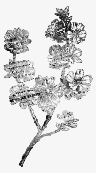 Flower, Antique, Scrap, Vintage, Old, Paper, Scrapbook - Vintage Flower Illustration Black And White Png