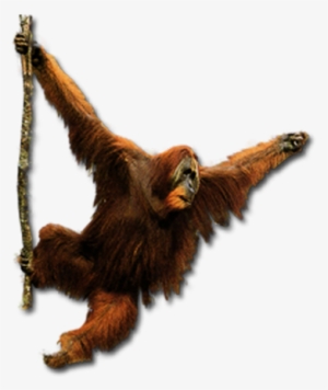 Gorilla - Orangutan Png