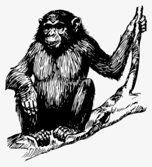 Ape Clipart