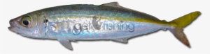 Mackerel Scad - Scad Mackerel