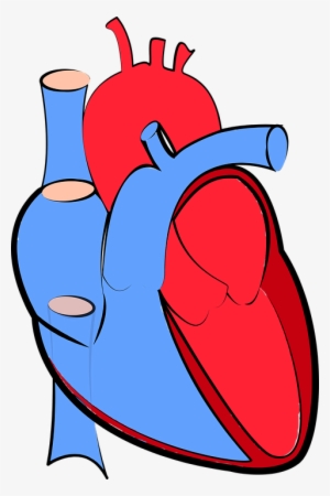 Blood-vessel - Transparent Background Human Heart