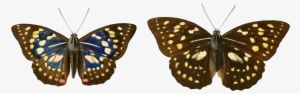Sasakia Charonda Male And Female - Sasakia Charonda
