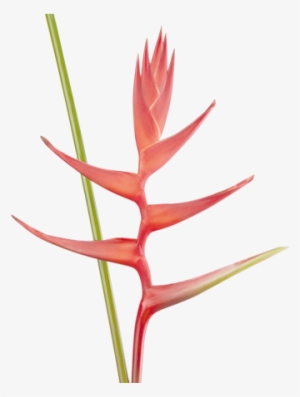 Heliconias Colombianas, Familia Heliconiaceae, Flores - Lobster-claws