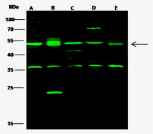 Mouse C-src Kinase / Csk Western Blot - Hsp60