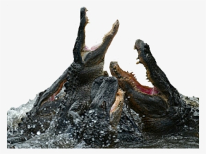 Alligators Fighting
