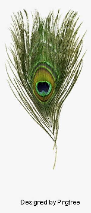 Peacock Feather, Peacock Clipart, Peacock, Feather - Feather