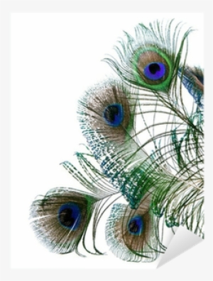 Peacock Feathers Isolated On White Background Sticker - Peafowl