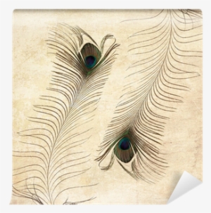 Textured Old Paper Background With Peacock Feather - Feather