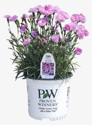 Dianthus Sweetie Pie - Proven Winners Tiny Wine Ninebark - Physocarpus O.