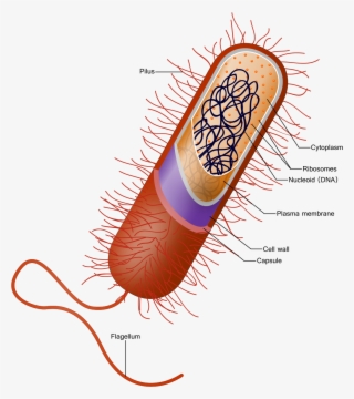 The Outer Red Layer In This Diagram Is The Capsule, - Prokaryotic Cell