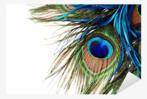 Peacock Feather Wall Vinyl