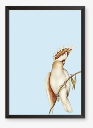 Cockatoo Illustration Cockatoo Illustration - Illustration