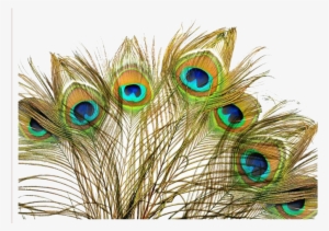 Peacock Feather Png Transparent