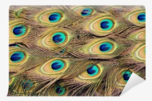 Peacock Feathers