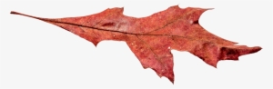 Autumn Broad Leaf Png - Autumn Leaf Pngs