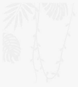 Peacock - Illustration
