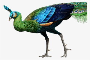 Pavo Muticus Png