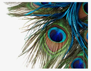 Peacock Feather High Resolution