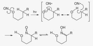 The Carbon Centered Radical Can Be Intercepted By Other - Barton Reaction