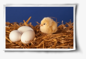 What's Wrong With Backyard Eggs Post Image - Baby Bird From Egg