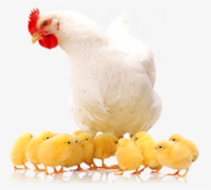 Layer Hen Rearing - Poultry