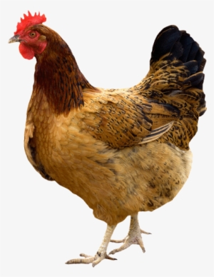 Desi / Gavran Live Chicken - Chicken With Sombrero