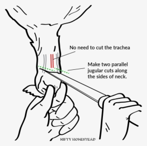 How To Humanely Kill A Chicken - Do You Kill A Chicken