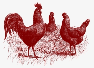 Rooster - Chicken Bach Bach Purple Square Sticker 3" X