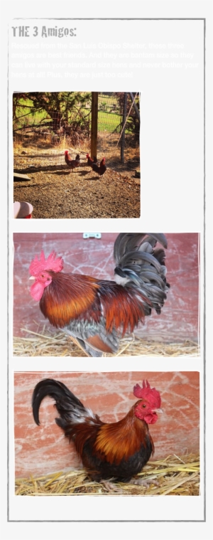 The 3 Amigos - Three Amigos