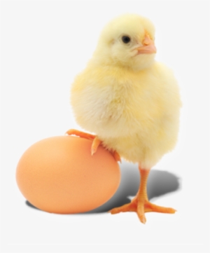 Pause - Day Old Chicks Png