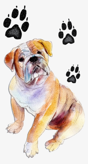 Lonna@hellopawprints - Com - Olde English Bulldogge