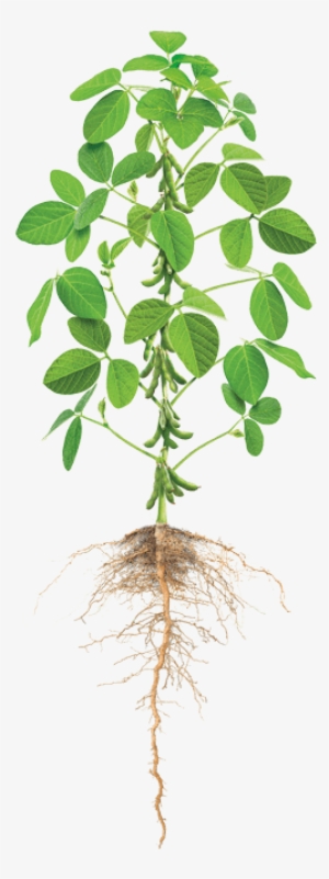 Cannabis Png Images Free Download - Phosphorus Management In Crop Production