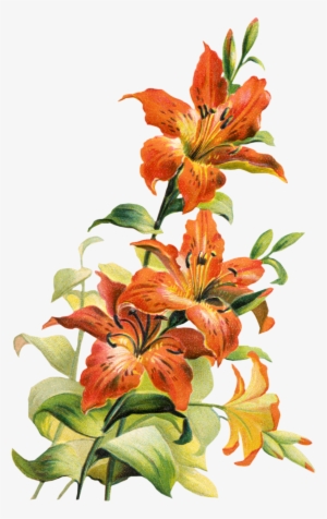 195832 Tiger Lily Flower Clipart Free Clip Art Images - Tiger Lily Flower Art