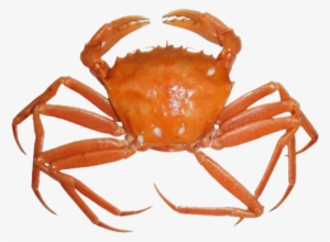 Crab Png Free Download - Deep Sea Crab Transparent