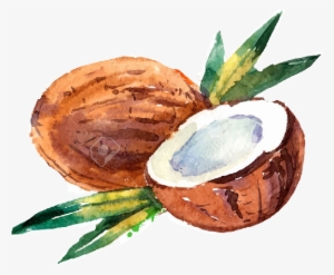 Watercolor Coconut