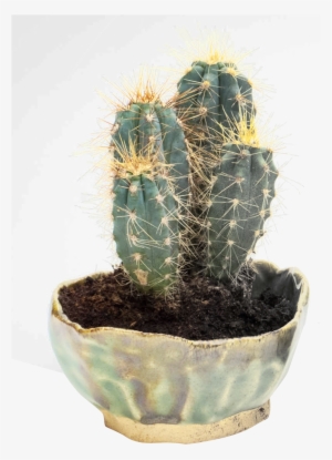 Cactus Png