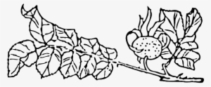 Outline, Tree, Rose, Branch, Plant, Vine - Rose