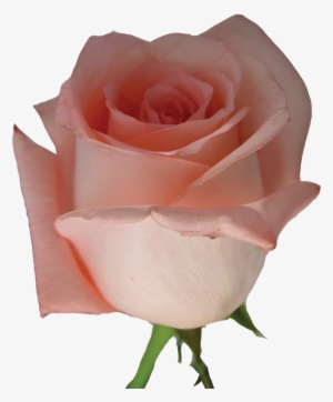 Light Pink Rose Png