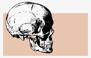 Skull Computer Icons Bone Drawing Human Skeleton - Skull Side View Png