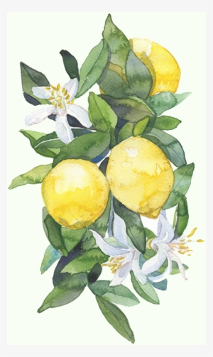 6 Reasons - Lemon Tee Art Print - Mini By Timea Terenyei