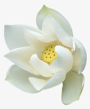 White Lotus Flower Png